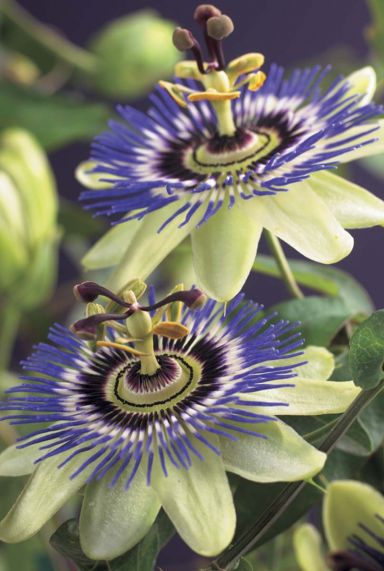 Passiflora caerulea tuinplant p23