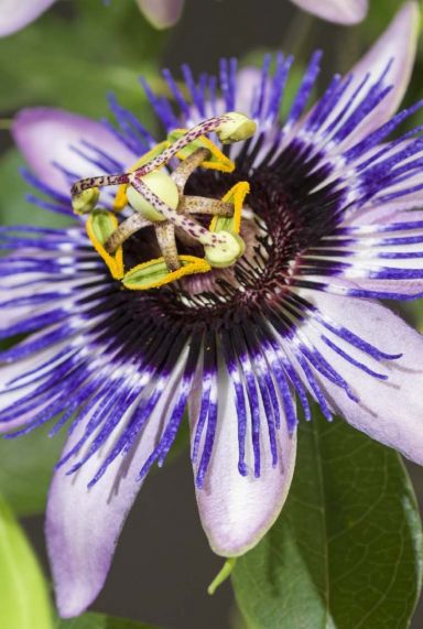 Passiflora damsel s delight tuinplant
