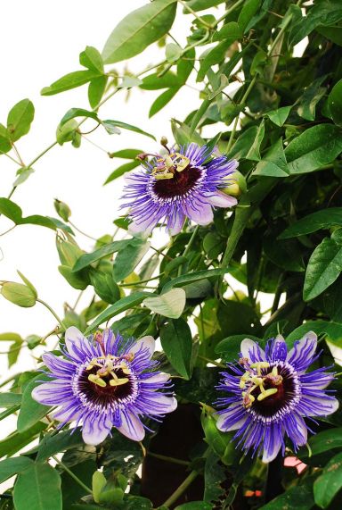 Passiflora purple haze tuinplant 14