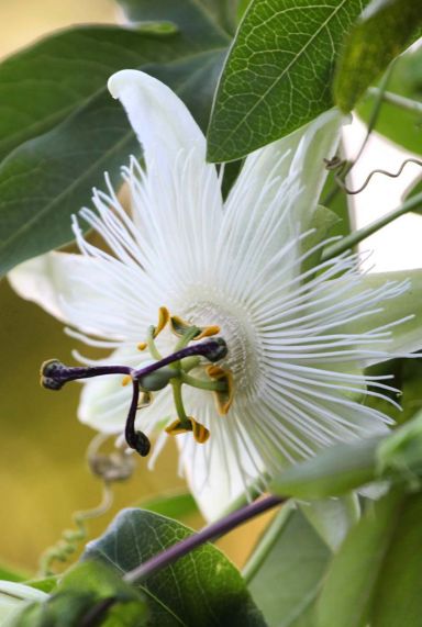 Passiflora snow queen tuinplant p23