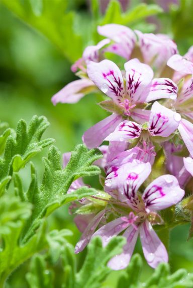 Pelargonium isko lemon p10 tuinplant
