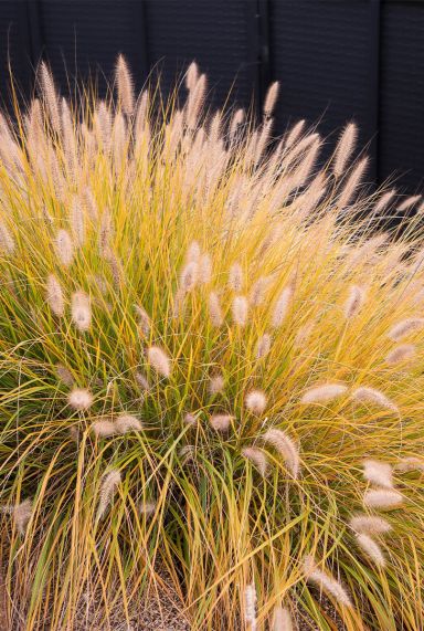Pennisetum alopecuroides hameln tuinplant