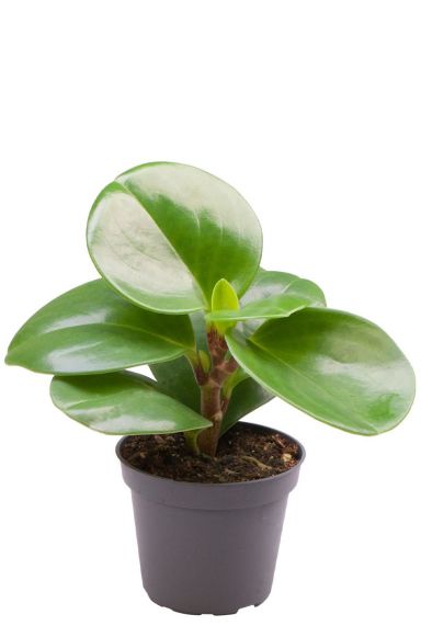 Peperomia obtusifolia