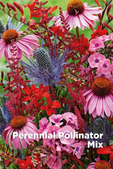 Perennial pollinator mix bloembollen