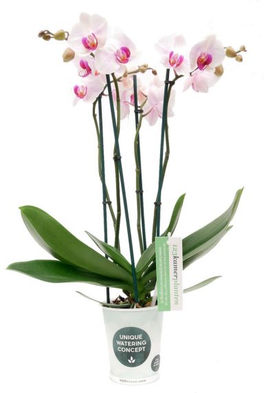 Phalaenopsis Denver - 4 tak