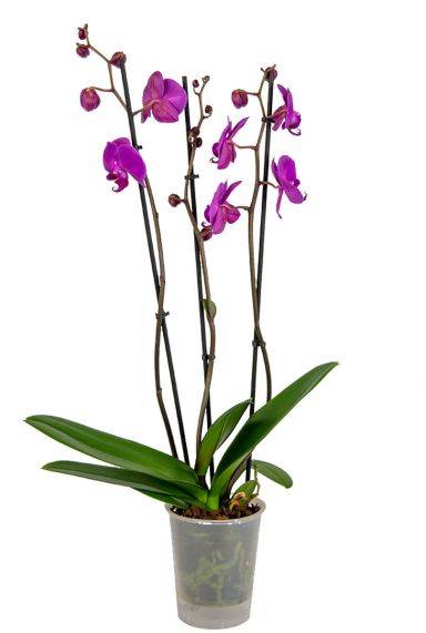 Phalaenopsis-3tak-paars