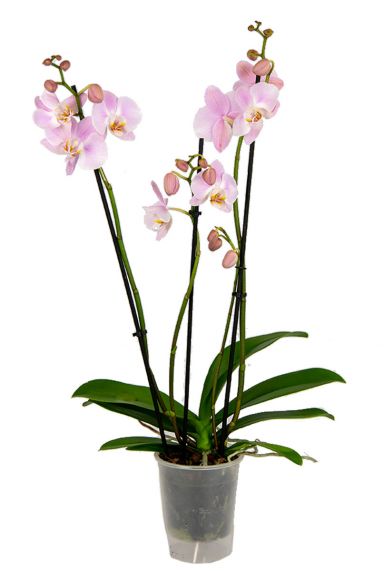 Phalaenopsis-3tak-roze