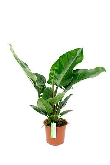 Philodendron imperial green