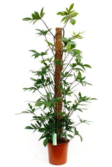 Philodendron pedatum