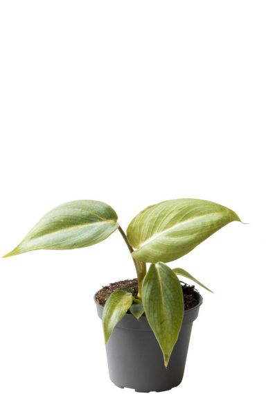 Philodendron gloriosum plant