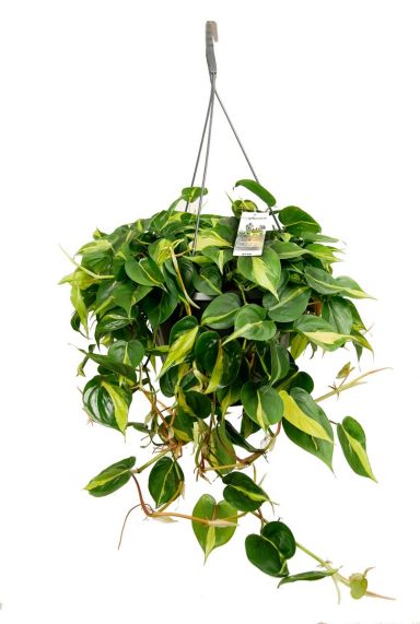 Philodendron grand brasil hangplant