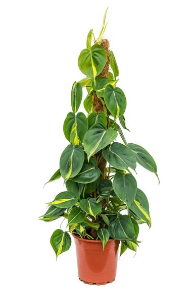 Philodendron grand brasil plant