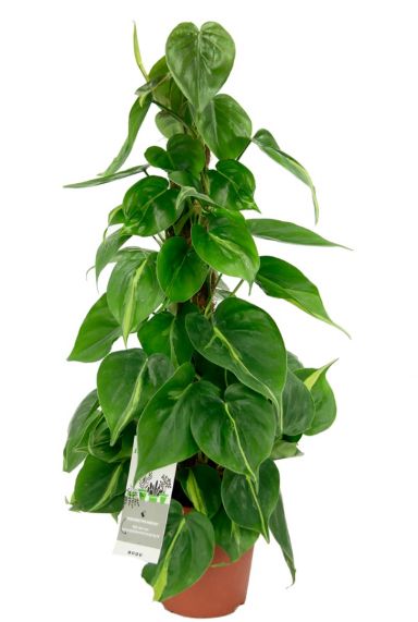 Philodendron grand brasil plant 1