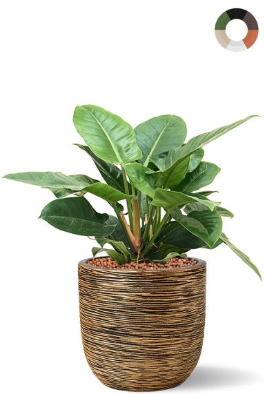 Philodendron hydro in pot