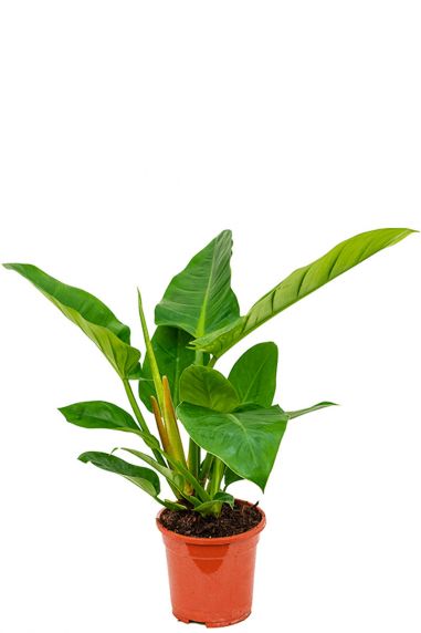 Philodendron imperial green 2 1