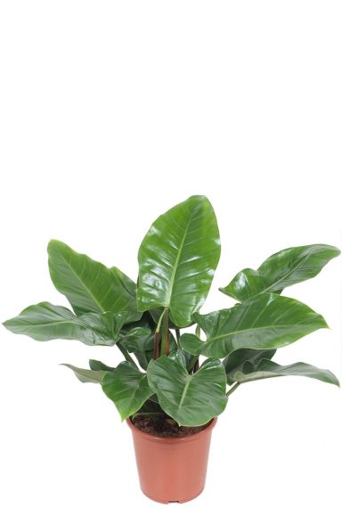 Philodendron imperial green plant 1