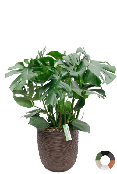 Philodendron in bloempot