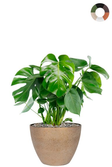 Philodendron in bloempot 1