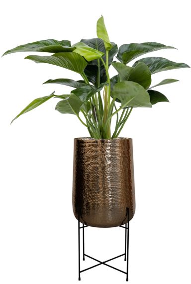 Philodendron in grote pot