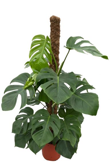 Philodendron monstera 1 3