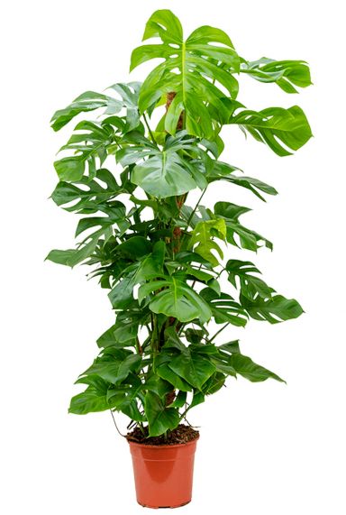 Philodendron monstera 1 6