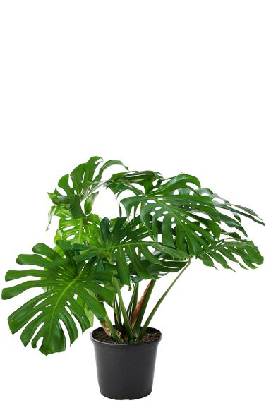 Philodendron monstera deliciosa 1