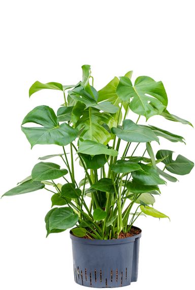 Philodendron monstera hydro plant