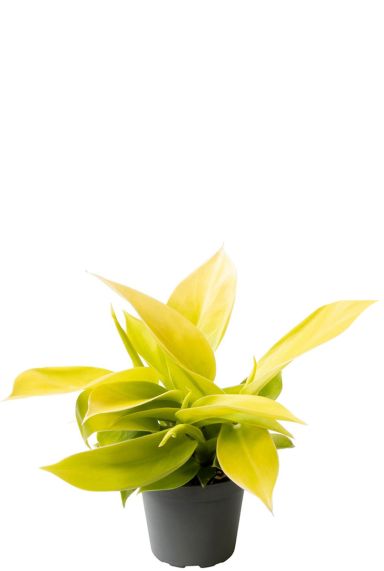 Philodendron moon shine