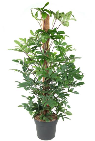 Philodendron pedatum plant 1