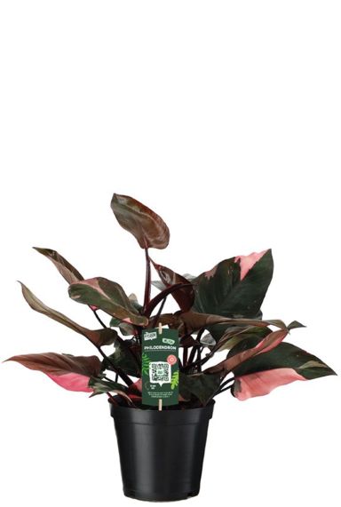 Philodendron pink princess planten