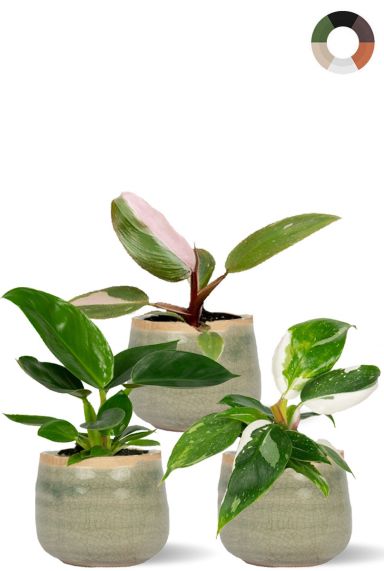 Philodendron princess planten