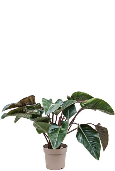 Philodendron red beauty rood