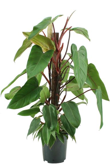 Philodendron red emerald