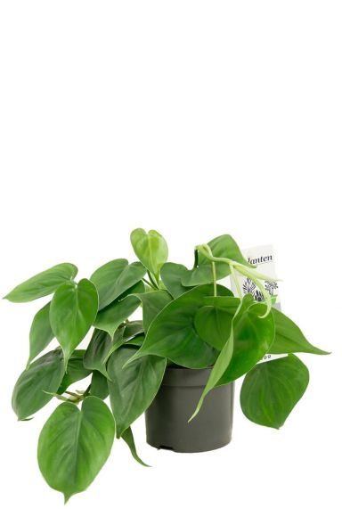 Philodendron scandens