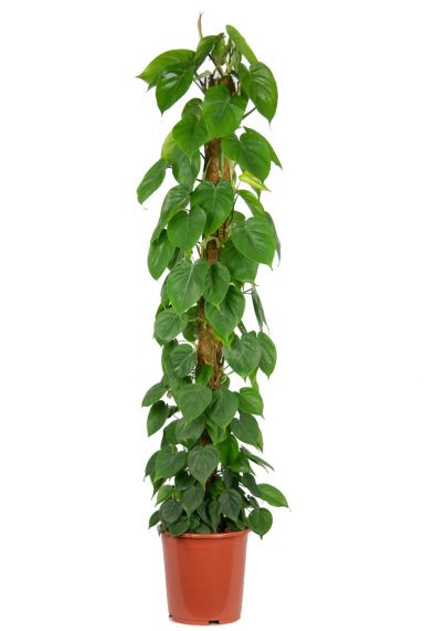 Philodendron scandens 4