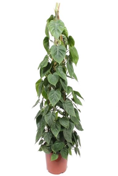 Philodendron scandens kamerplant 3