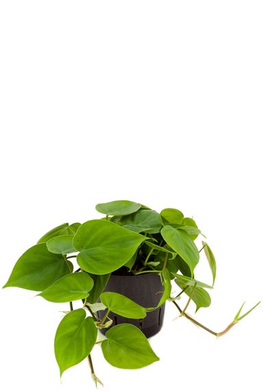 Philodendron scandens plant hydro