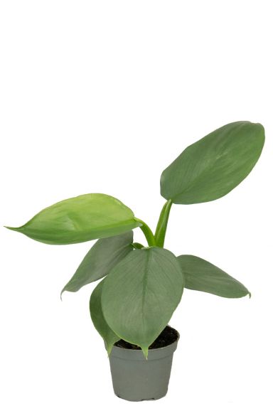 Philodendron silver dust planten