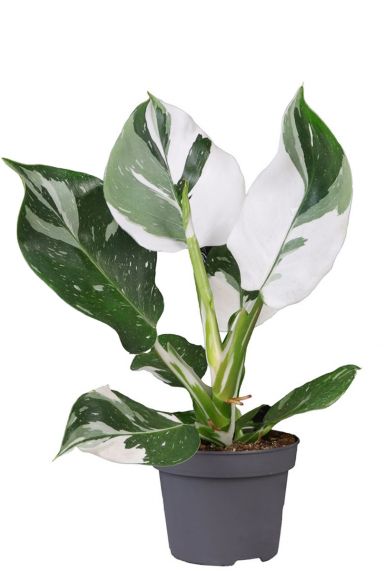 Philodendron white wizard 12 1