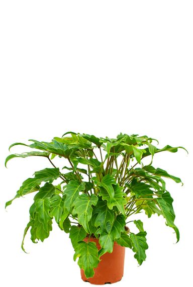 Philodendron xanadu 2