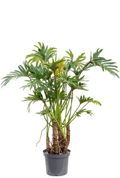 Philodendron xantal kamerplant
