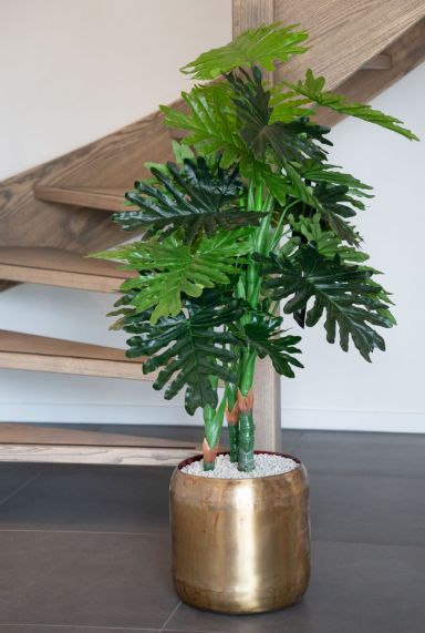 Philodendron zijdeplant