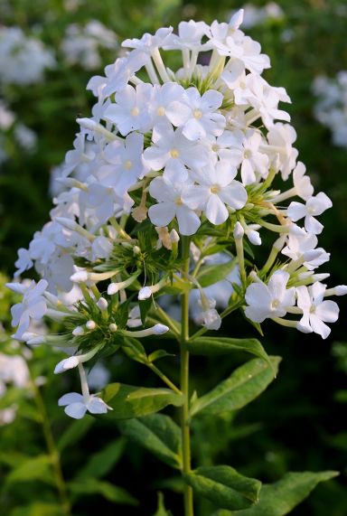 Phlox paniculata david tuinplant