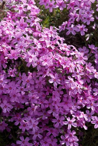 Phlox subulata macdaniel cushion tuinplant