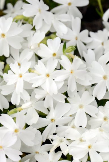 Phlox subulata white tuinplant