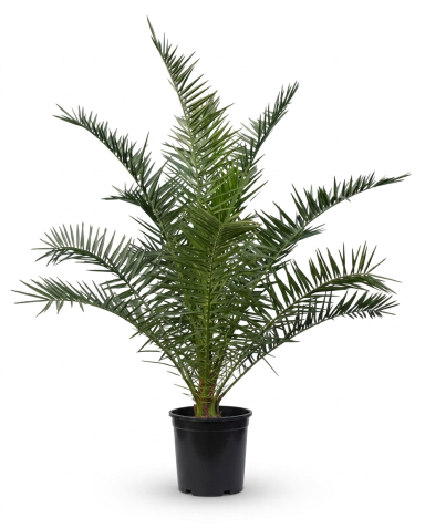 Phoenix canariensis