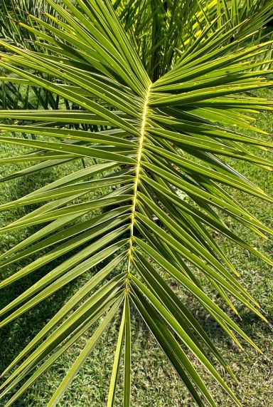 Phoenix canariensis tuinplant p19