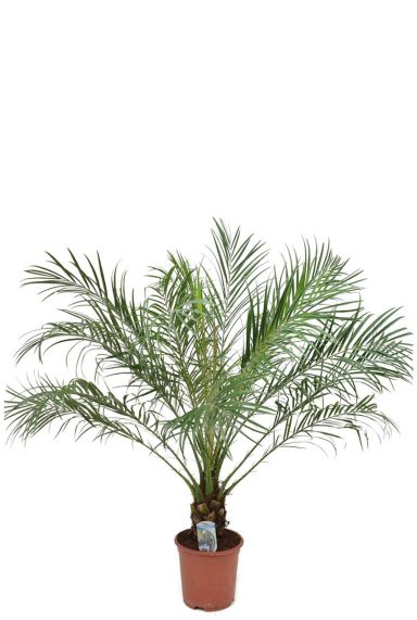 Phoenix roebelenii plant
