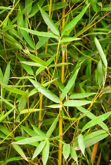 Phyllostachys aurea tuinplant