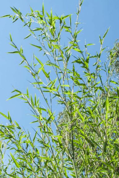 Phyllostachys bissetii bamboe p28